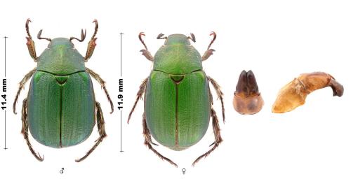 Réf. 354 898 : Anomala sieversi